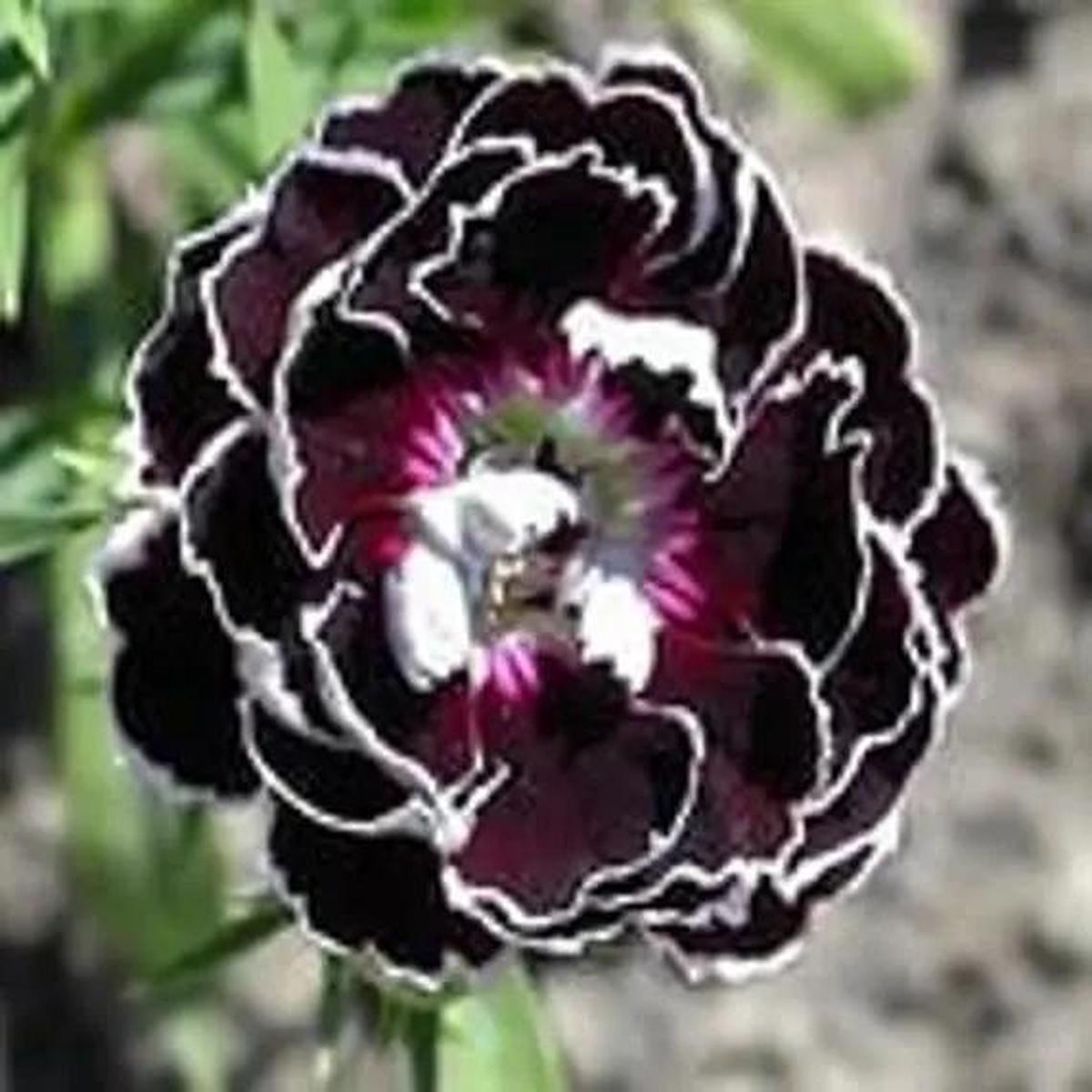 Dianthus Chianti Clove Flower Seeds for Planting - NON GMO Seeds