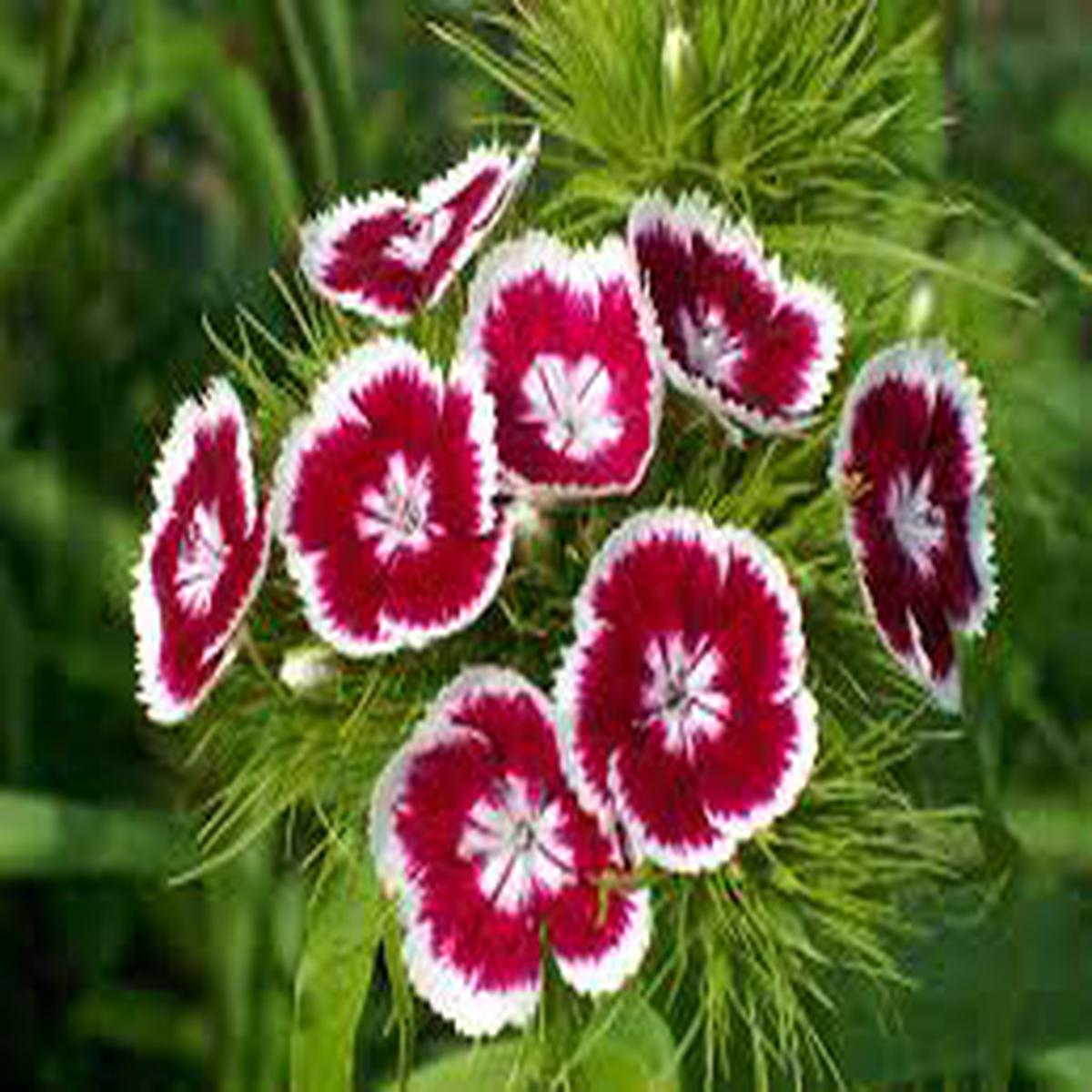 Dianthus Flower Seeds for Planting - Hardy Variety, Heirloom, Non-GMO & High Germination Organic Garden Seeds
