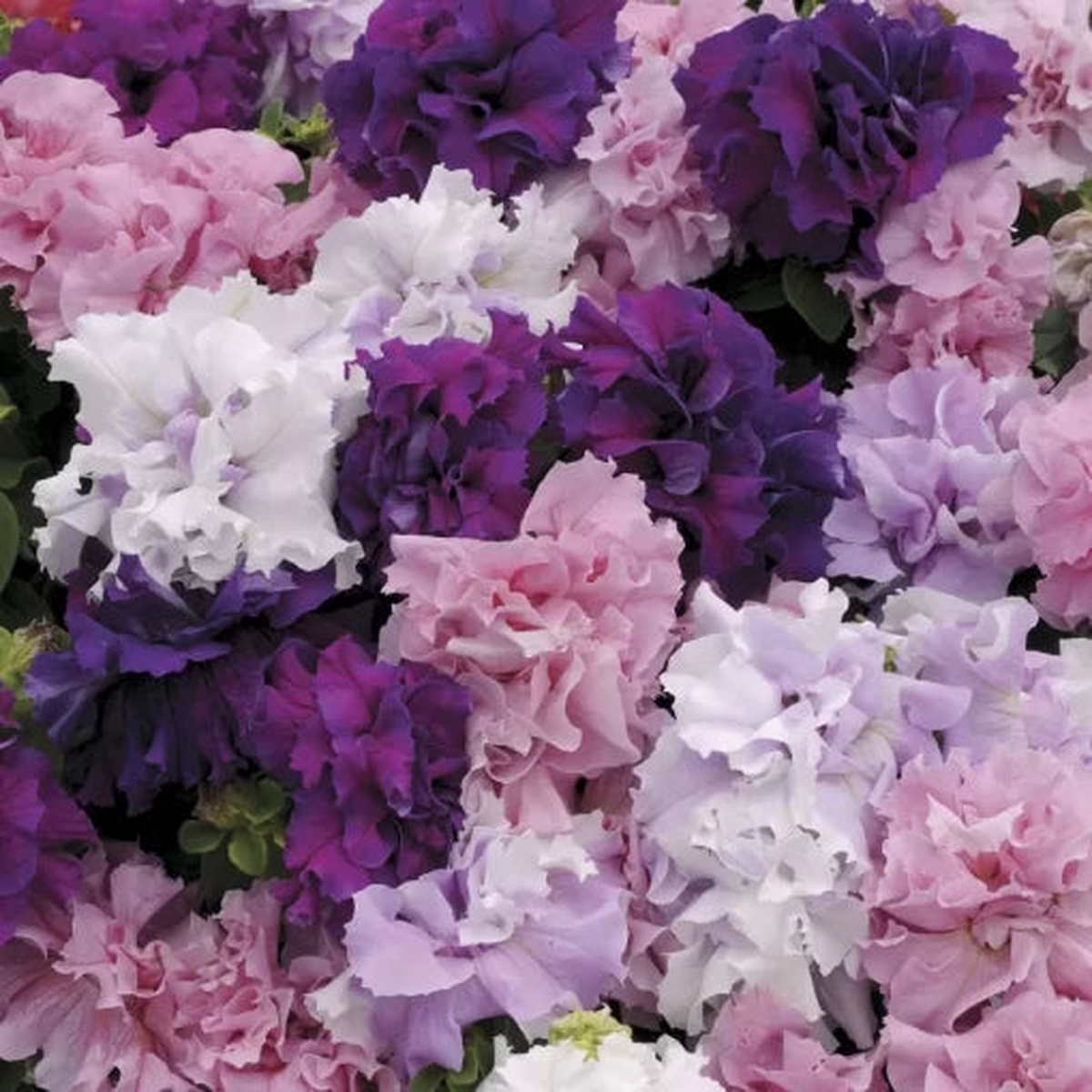 Double Cascade Petunia Mix Seeds | Large Double-Flower Petunia Blend  Heirloom, Non-GMO, High Germination Organic Garden Seeds