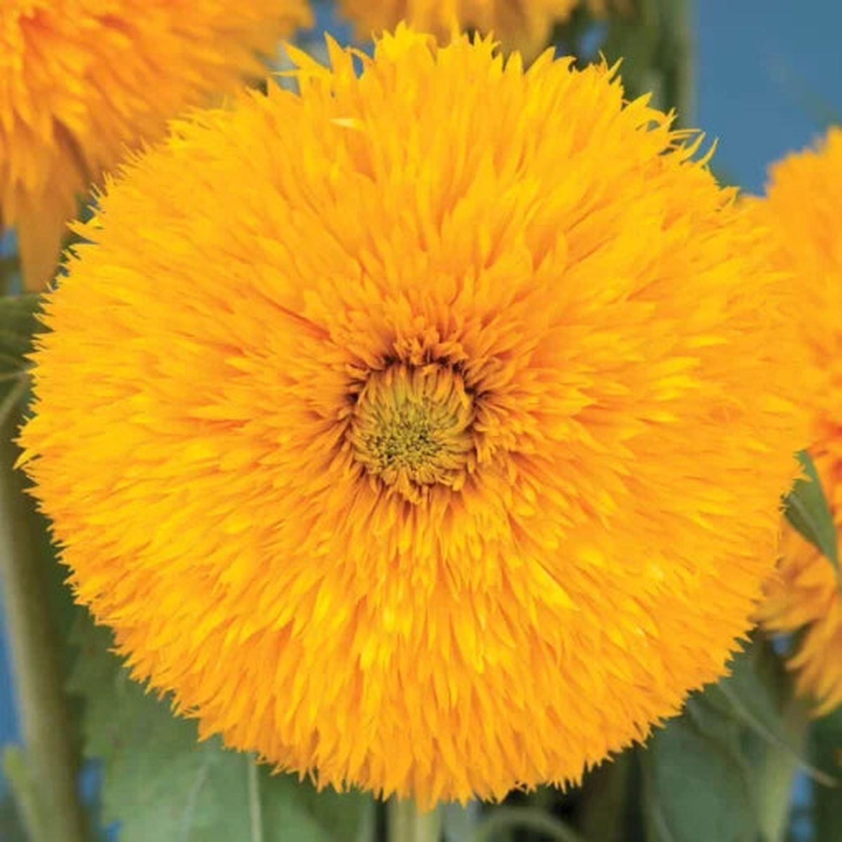 Double Sunking Sunflower Seeds | Fully Double Golden Sunflowers  Heirloom, Non-GMO, High Germination Organic Garden Seeds