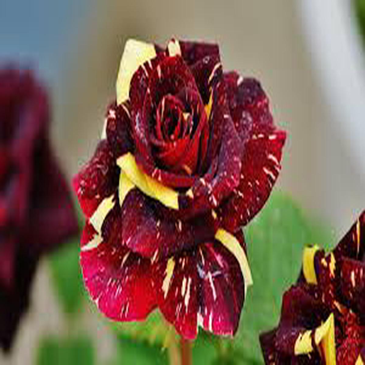 Dragon Rose Pink Yellow Flower Seeds for Planting Heirloom, Non-GMO, High Germination Organic Garden Seeds (100pcs)