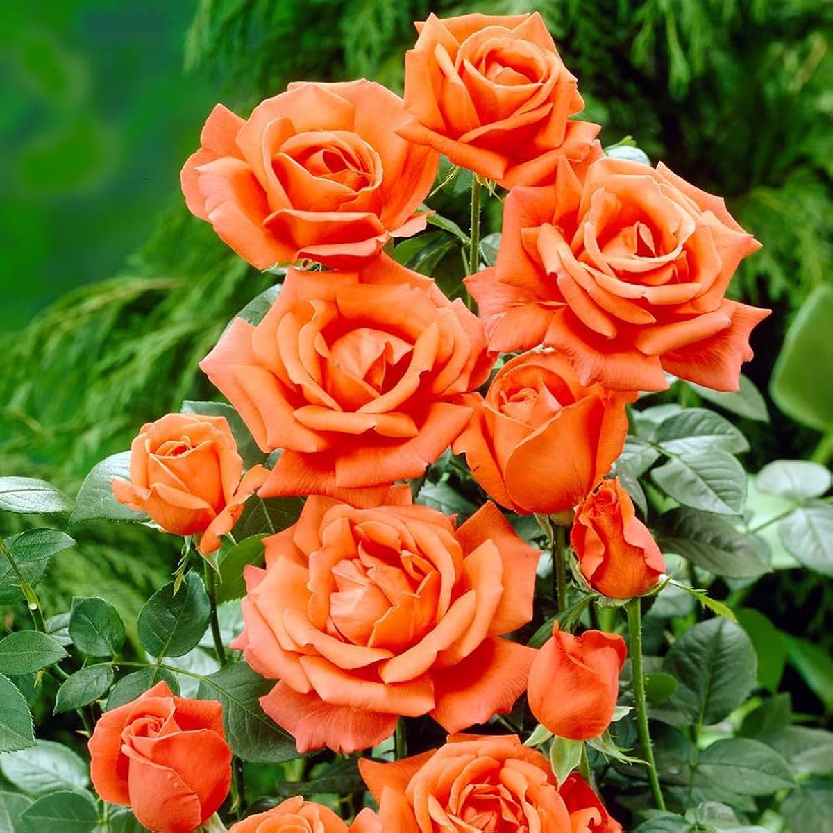 Fragrant Climbing Baby Orange Rose Flower Seeds for Planting  Heirloom, Non-GMO, Easy to Grow, Perennial