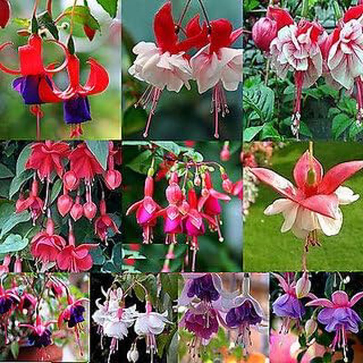 Fuchsias Flower Seeds for Planting  Perfect for Borders Heirloom Non-GMO High Germination Organic Garden Seeds