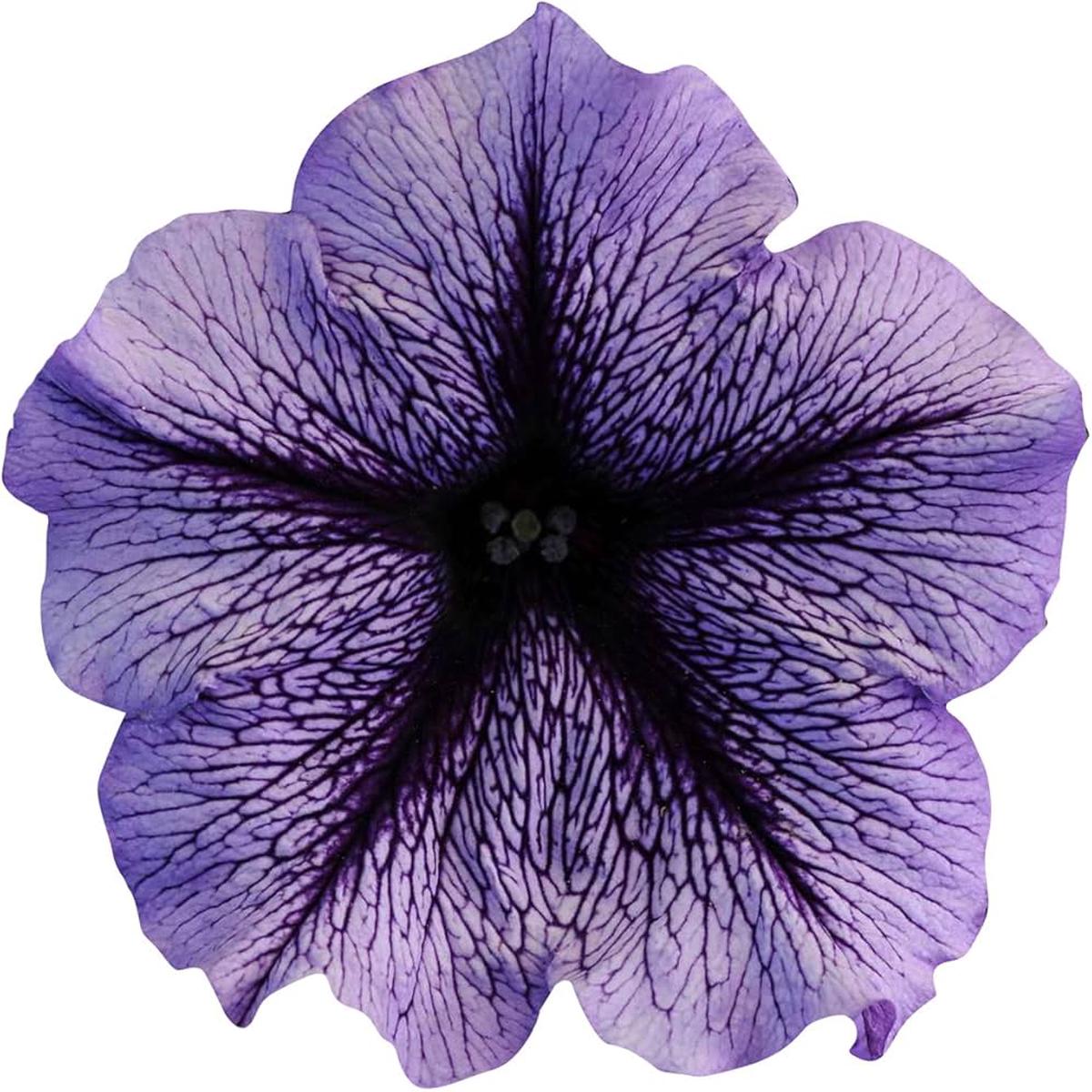 Futaba Petunia Kabloom Calibrachoa Seeds  Heirloom, Non-GMO, High Germination Organic Garden Seeds