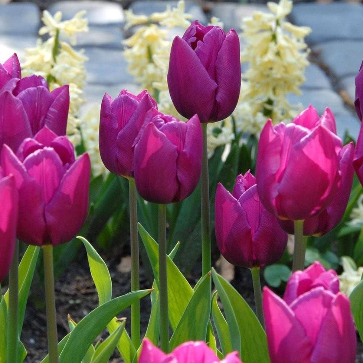 Genuine Tulip Bulbs for Planting Purple Spring Garden Flowers ( pcs)