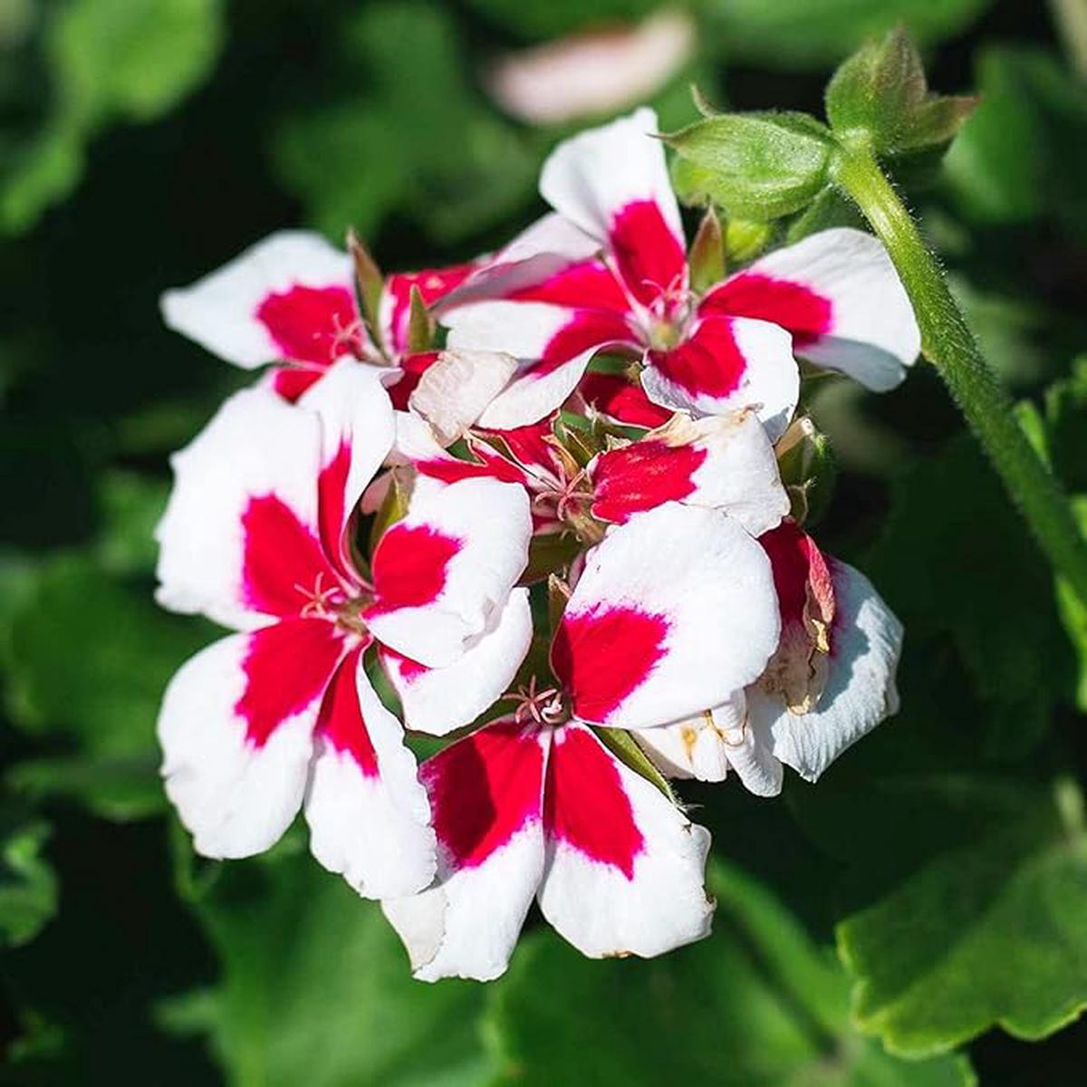 Geranium Pelargonium Seeds for Planting Red White  Heirloom, Non-GMO, High Germination Organic Garden Seeds