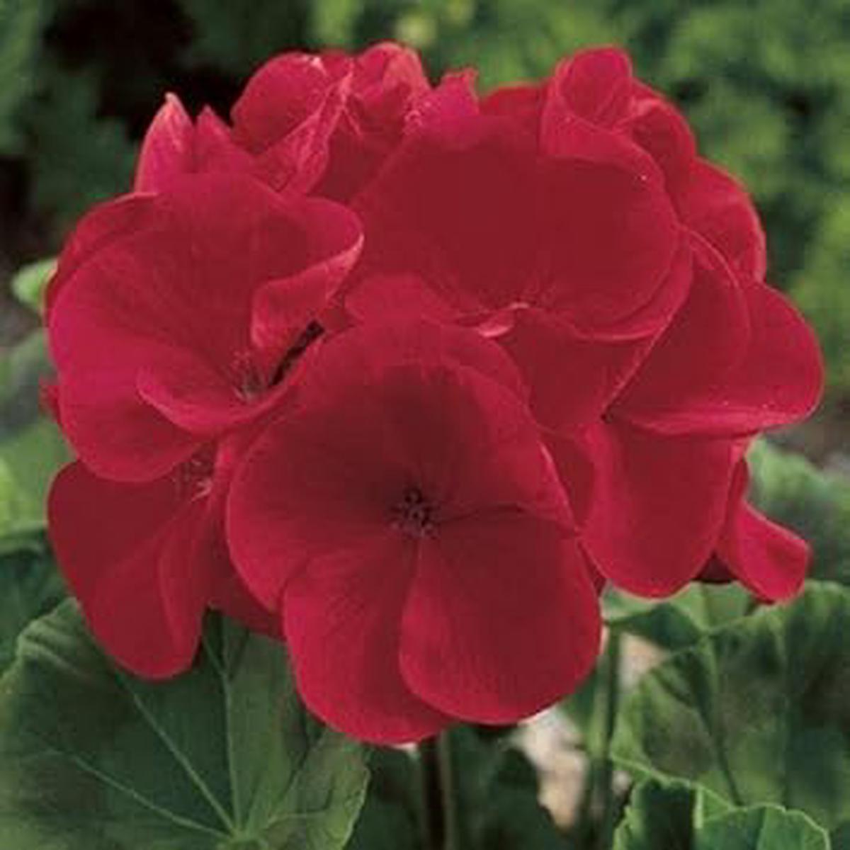 Geraniums Deep Red Flower seeds for Planting - Fragrant Blossoms, Heirloom & GMO Free Seeds for Home Garden