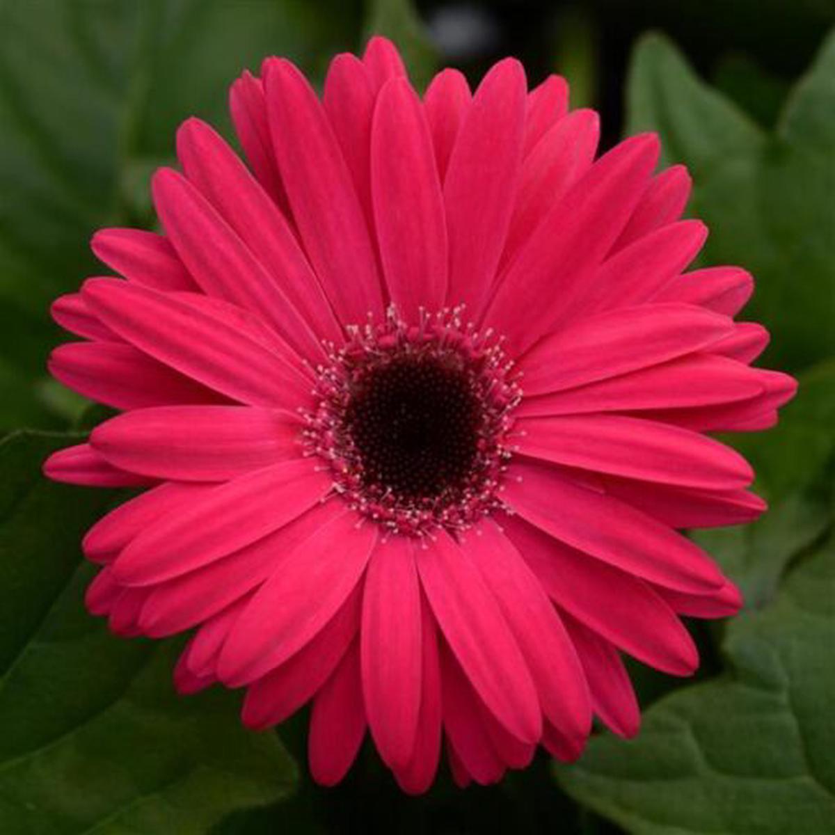 Gerbera Bright Rose Dark Eye Of Imported  Heirloom, Non-GMO, High Germination Organic Garden Seeds