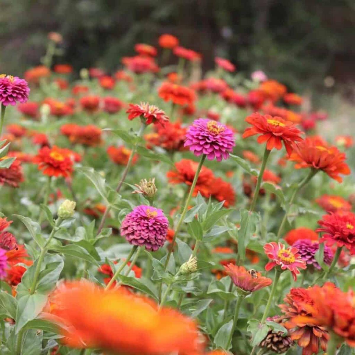 Giant Cactus Zinnia Flower Seeds for Planting  Heirloom, Non-GMO, Easy to Grow, Annual Blooms