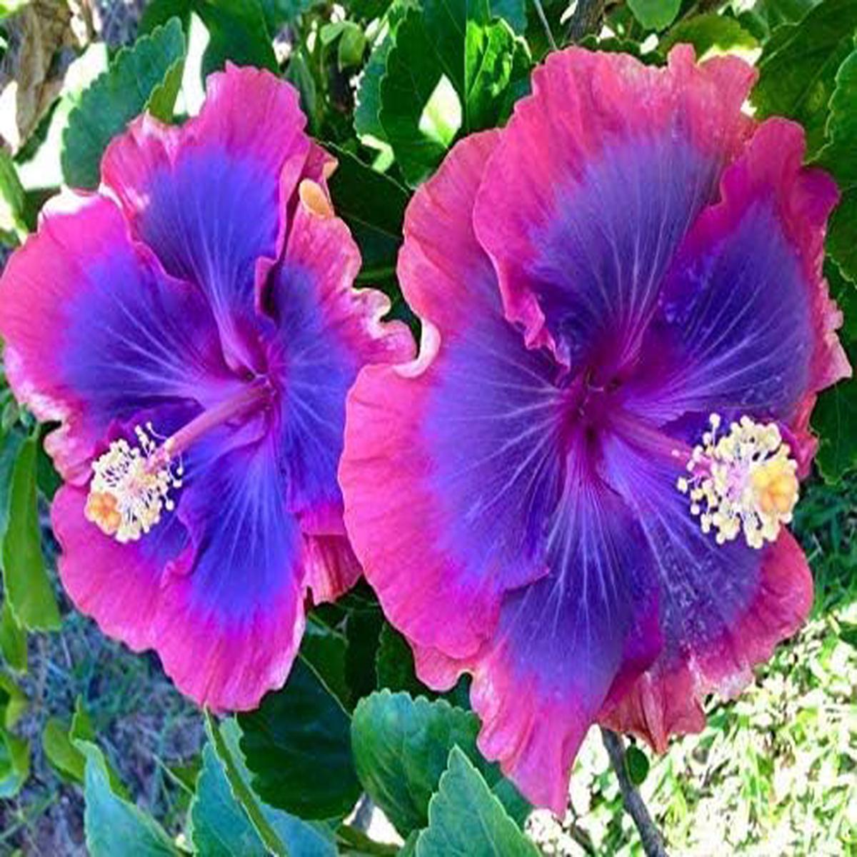 Giant Hibiscus Flower Seeds for Planting  Heirloom, Non-GMO Seeds for Large Vibrant Blooms