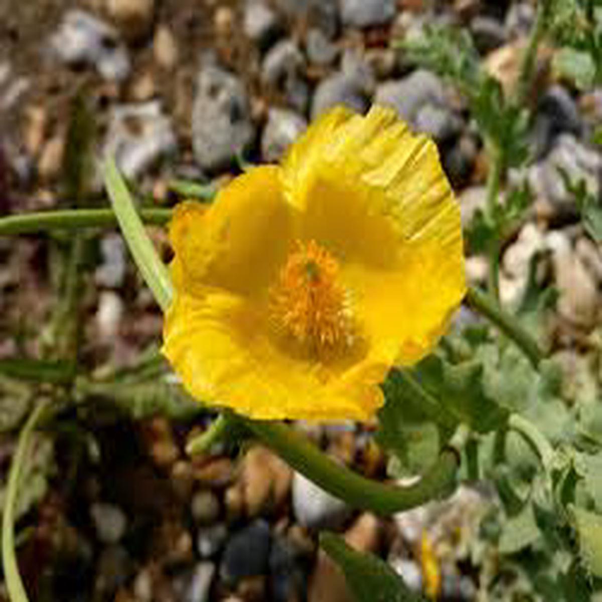 Glaucium Flavum Flower Seeds for Planting  Seasonal Bloomer, Heirloom, Non-GMO, High Germination Seeds