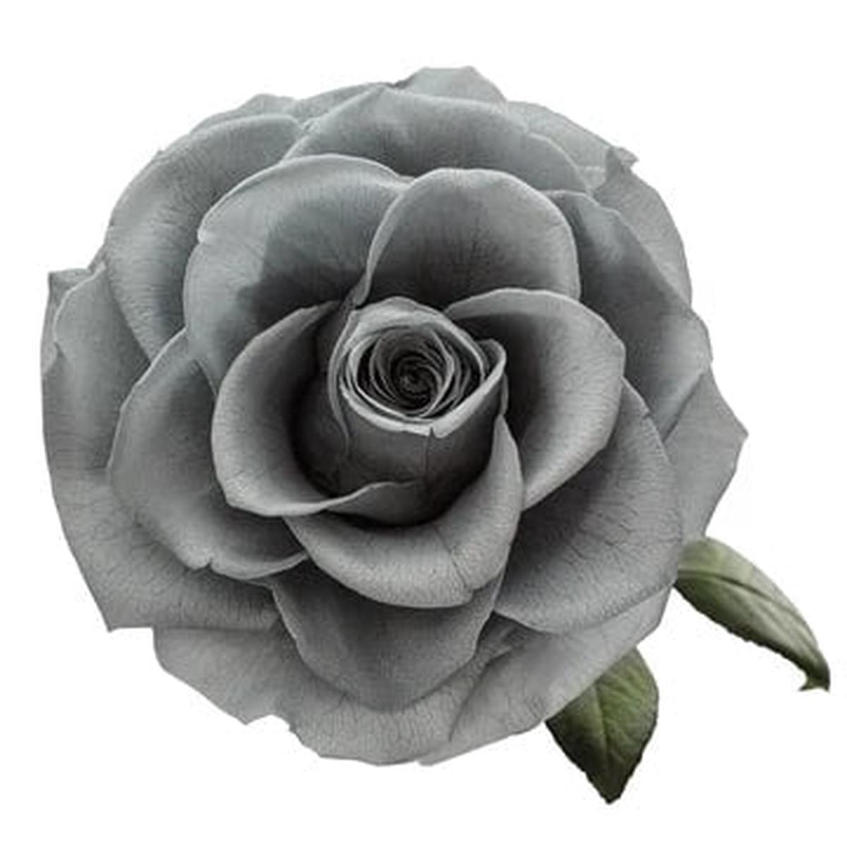 Gray Rare Rose Flower Seeds for Planting Heirloom Non-GMO Seeds (High Germination)