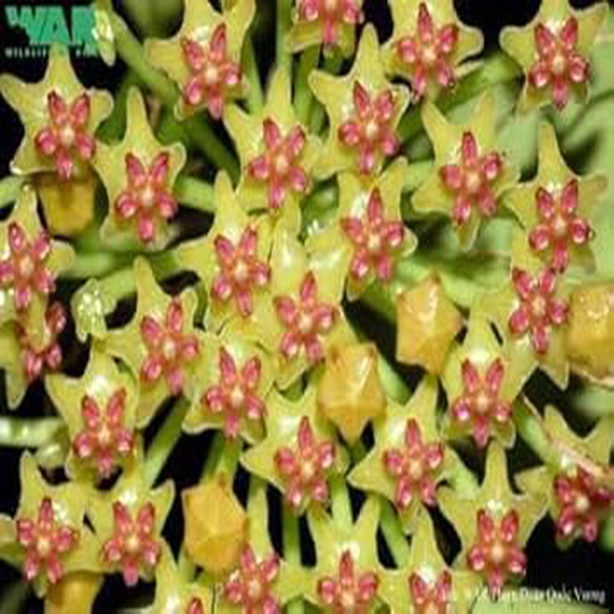 Green Carnosa Flower Seeds Heirloom Non-GMO Seeds for Planting, High Germination Organic Garden Seeds