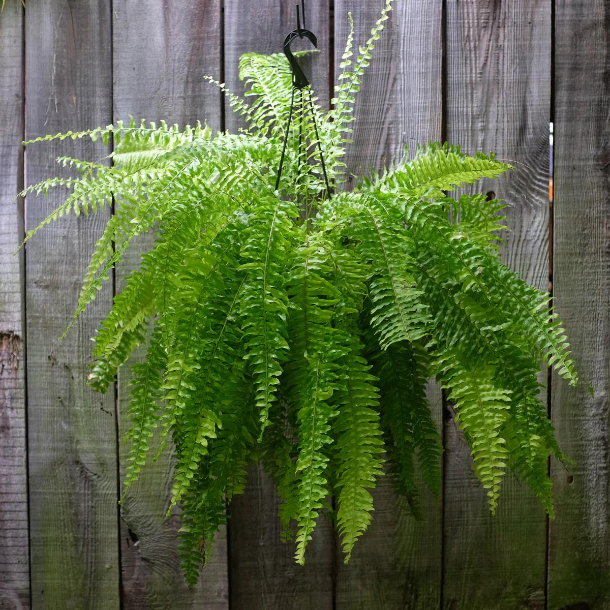 Green Fern Seeds for Planting  Heirloom, Non-GMO, Hardy Variety, High Germination
