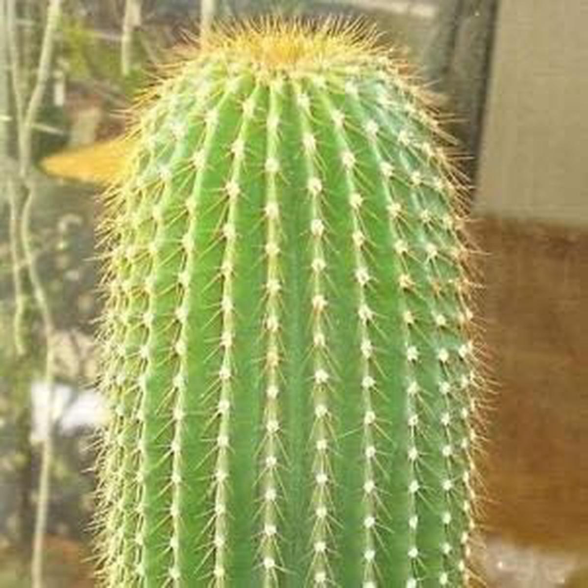 Green Neobuxbaumia Flower seeds for Planting - Sun Loving, Heirloom & GMO Free Seeds for Home Garden