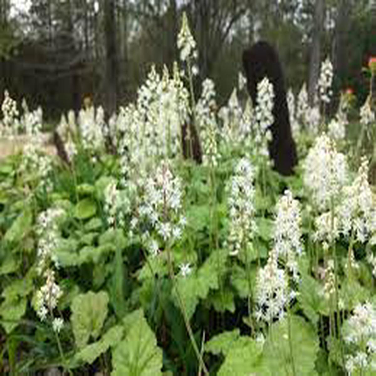 Green Tiarella Flower seeds for Planting - Compact Growth, Heirloom & GMO Free Seeds for Home Garden