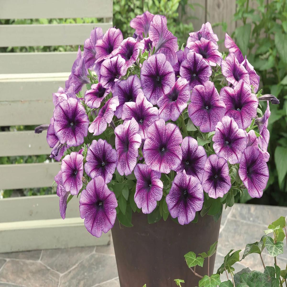 Hanging Petunia Seeds for Planting Light Lavender  Heirloom, Non-GMO, High Germination Organic Garden Seeds