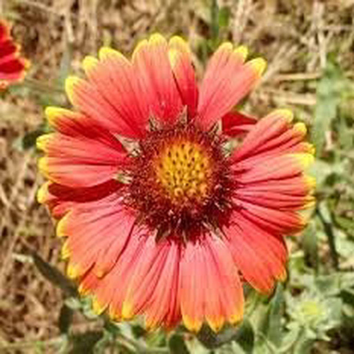 Heirloom Gaillardia Tokajer Flower seeds for Planting Hardy Variety Heirloom & GMO Free Seeds for Home Garden