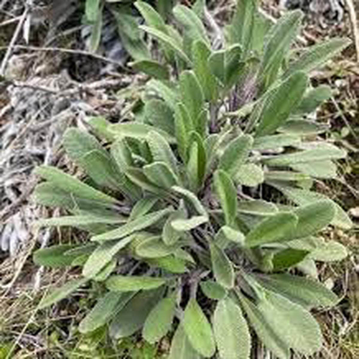Heirloom Lamb's Ear Plant Seeds for Garden Planting, Non-GMO, Soft Silver Foliage for Borders