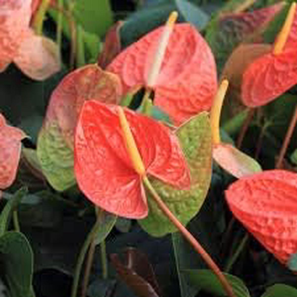 Heirloom Non-GMO Anthurium Flower Seeds  Orange Green Tropical Blooms, High Germination for Planting