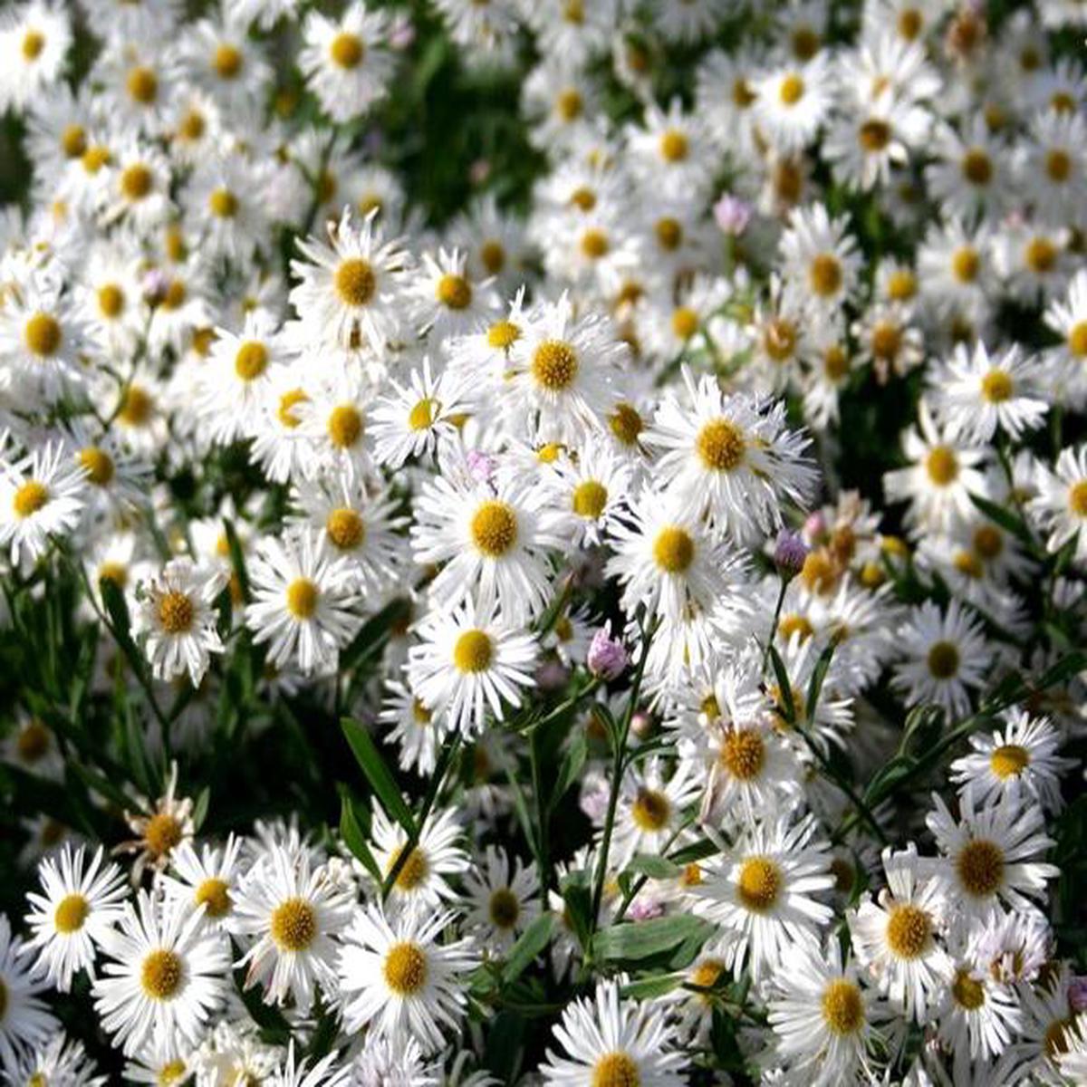 Heirloom Non-GMO Boltonia Asteroides Flower Seeds  Perennial Daisy Seeds for Planting, High Germination Organic Blooms