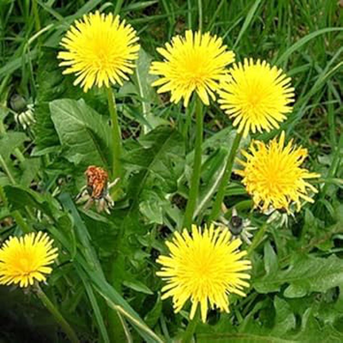 Heirloom Non-GMO Dandelion Flower Seeds for Planting  Medicinal and Ornamental Garden Blooms