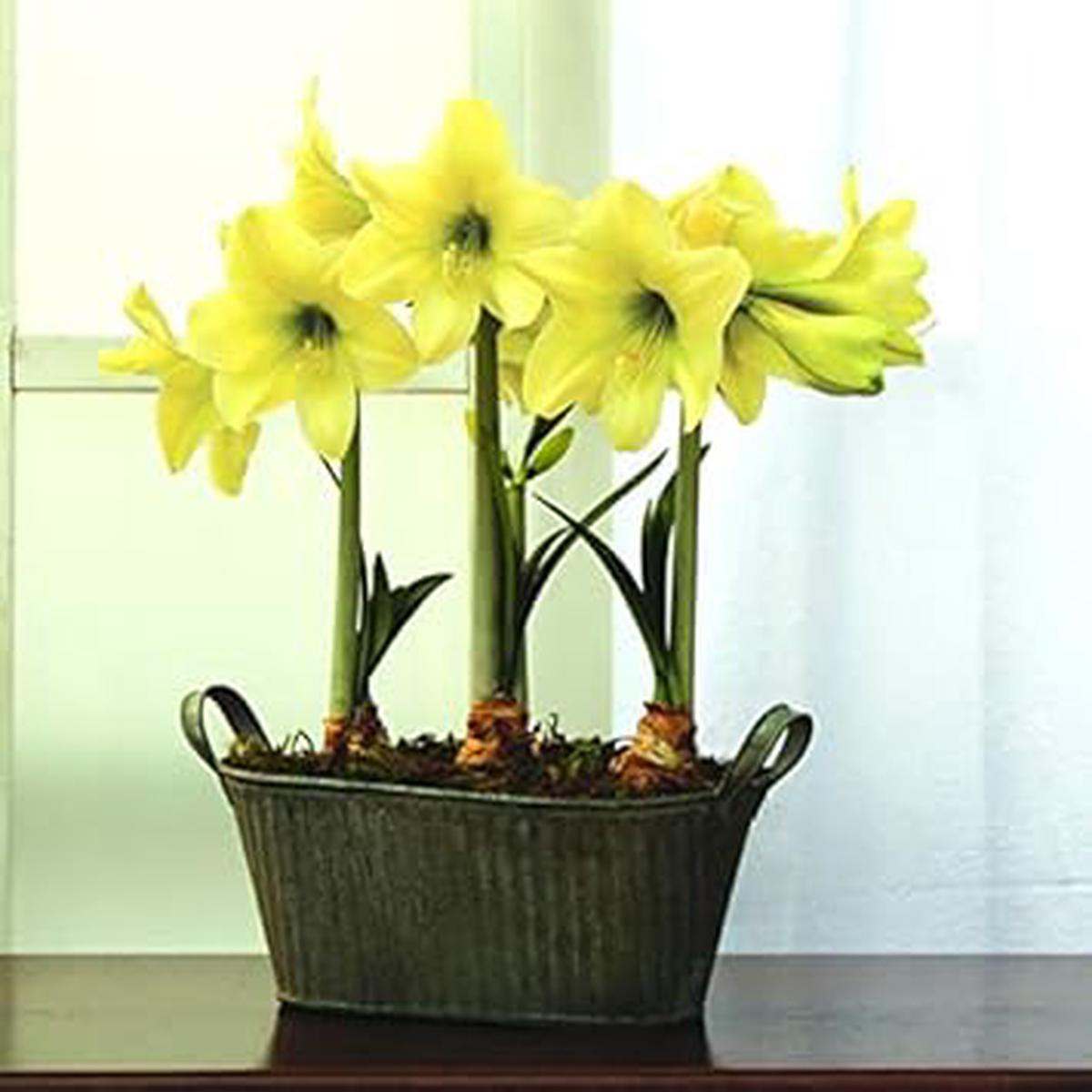 Heirloom Non-GMO Light Yellow Amaryllis Flower Seeds for Garden Planting Bold Tropical Blooms, Organic Garden Seeds