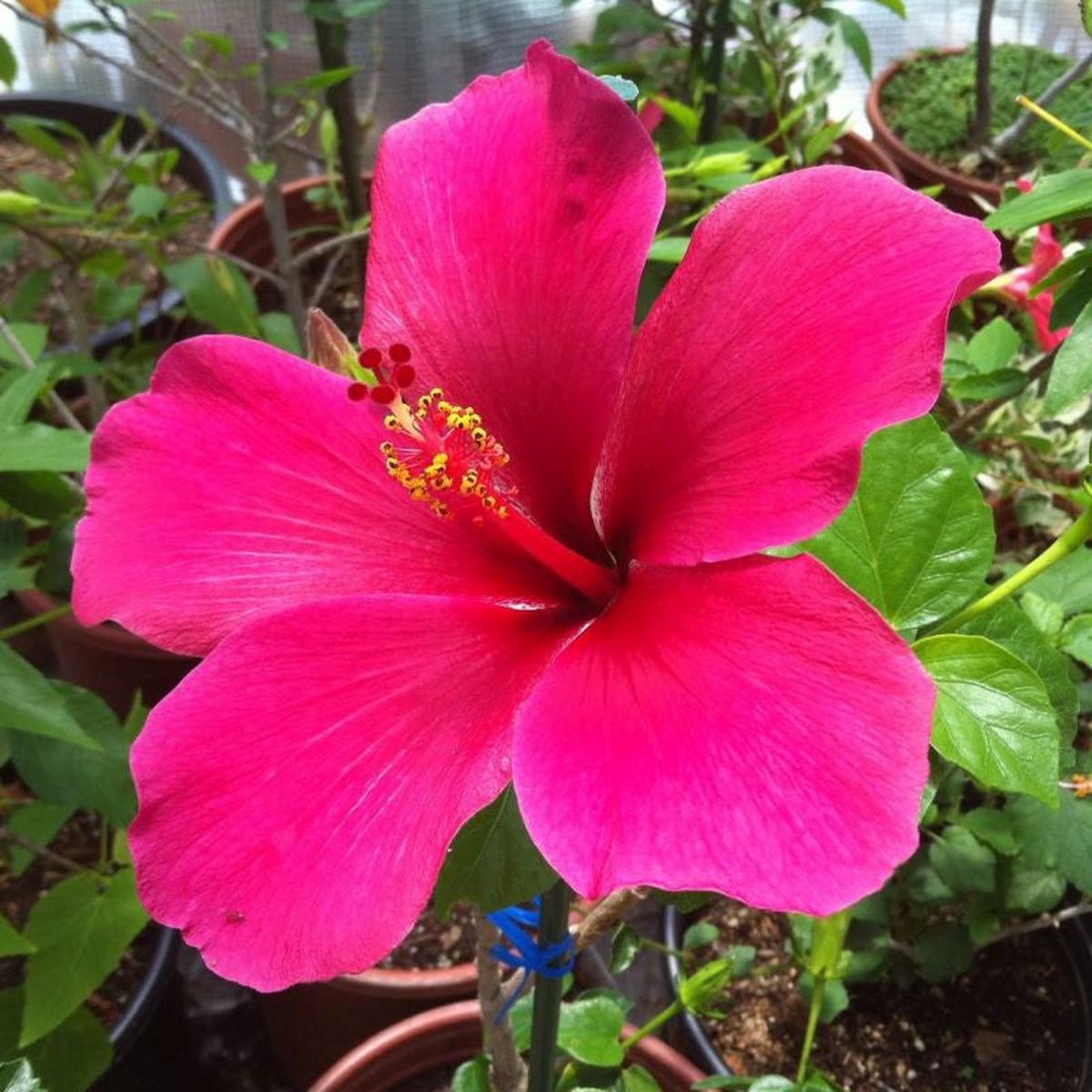 Heirloom Non-GMO Thick Pink Hibiscus Flower Seeds  Lush Tropical Blooms for Garden Planting