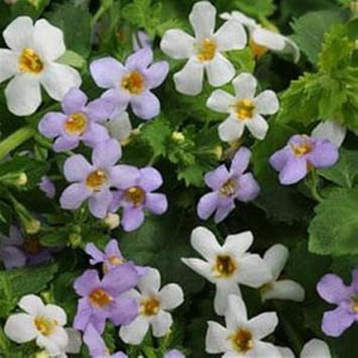 Heirloom Non-GMO White Bacopa Utopia Flower Seeds for Hanging Basket and Garden Planting