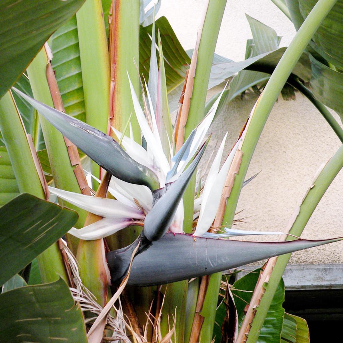 Heirloom Non-GMO White Strelitzia Reginae Flower Seeds for Planting  Exotic Bird of Paradise Seeds