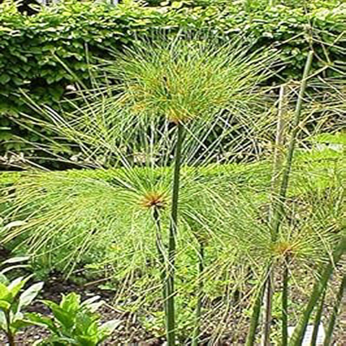 Heirloom Papyrus Plant Seeds for Planting 100 pcs
