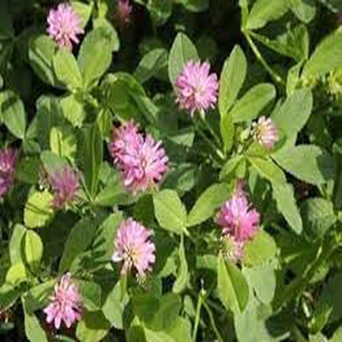 Heirloom Persian Clover Flower Seeds for Planting Non-GMO, High Germination Garden Seeds