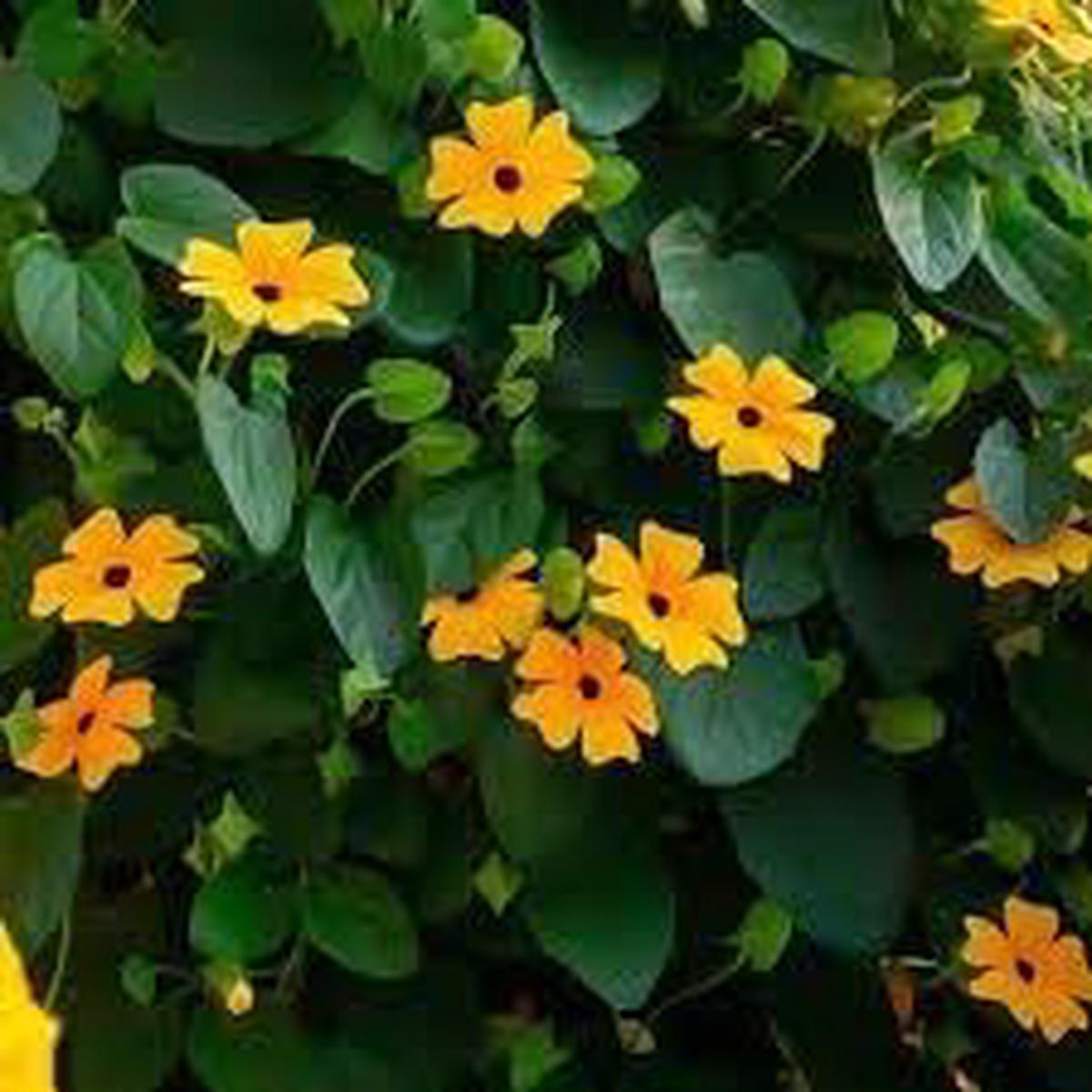 Heirloom Thunbergia Flower Seeds Non-GMO, High Germination Organic Garden Seeds