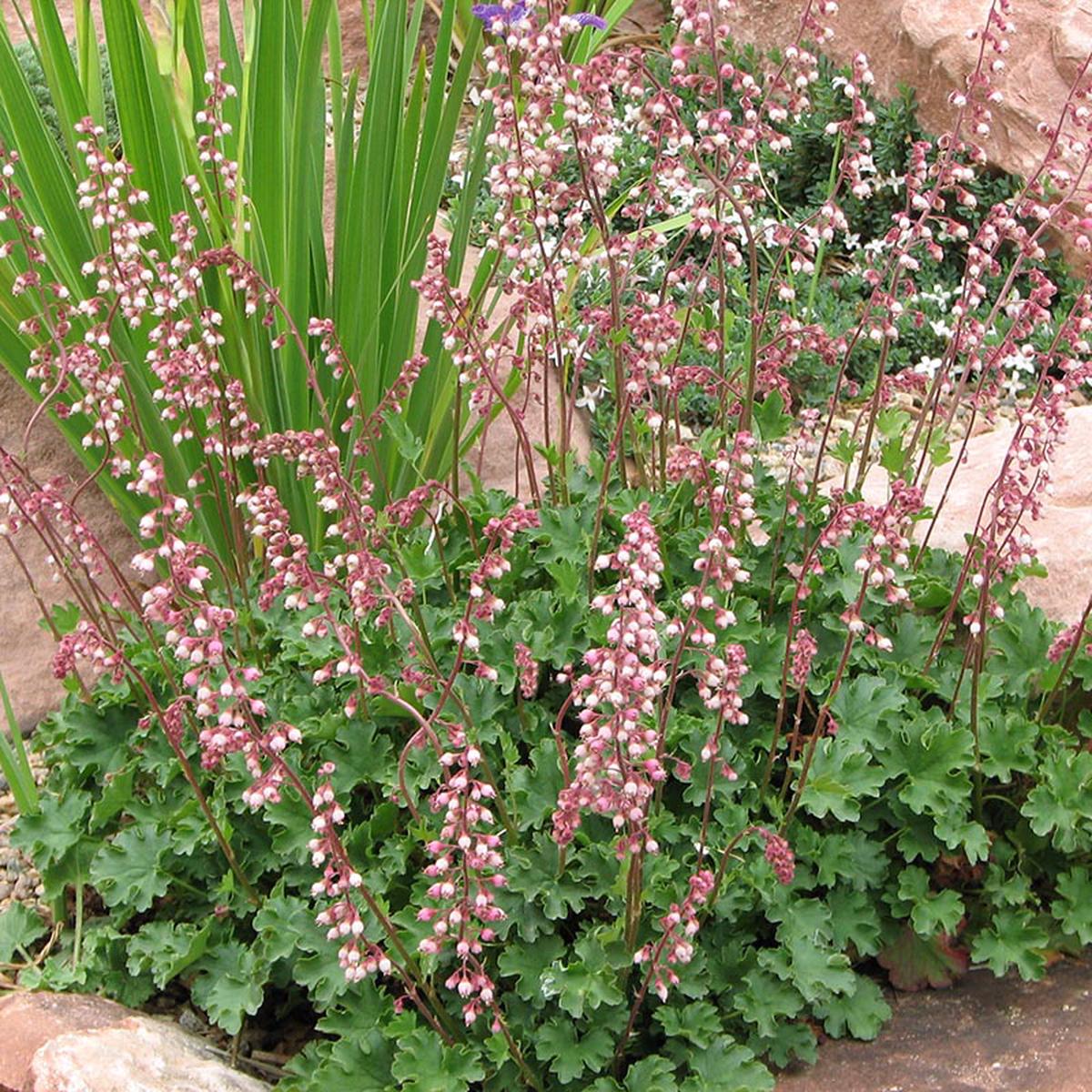 Heuchera Pulchella Flower seeds for Planting Bright Blooms Heirloom & GMO Free Seeds for Home Garden
