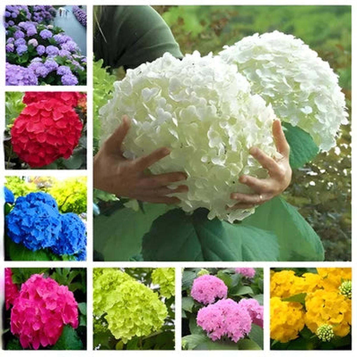 Hydrangea Flower Seeds  Rare Heirloom Variety, Non-GMO Garden Plant