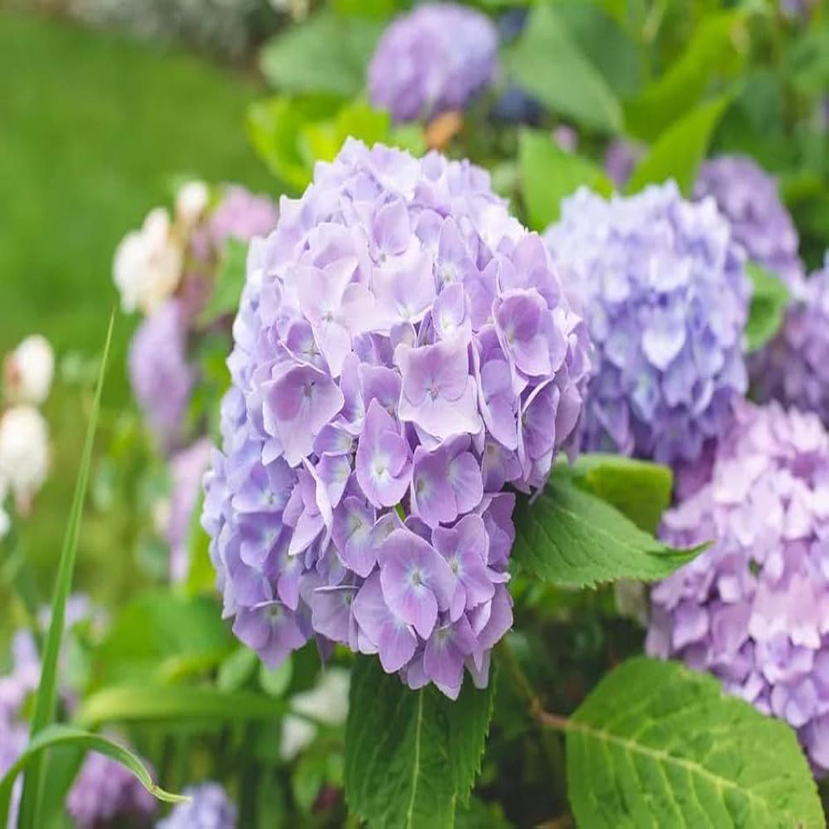 Hydrangea Hydrangea Macrophylla Flower Seeds for Planting  Suitable for Ornamental Garden Beds and Landscaping