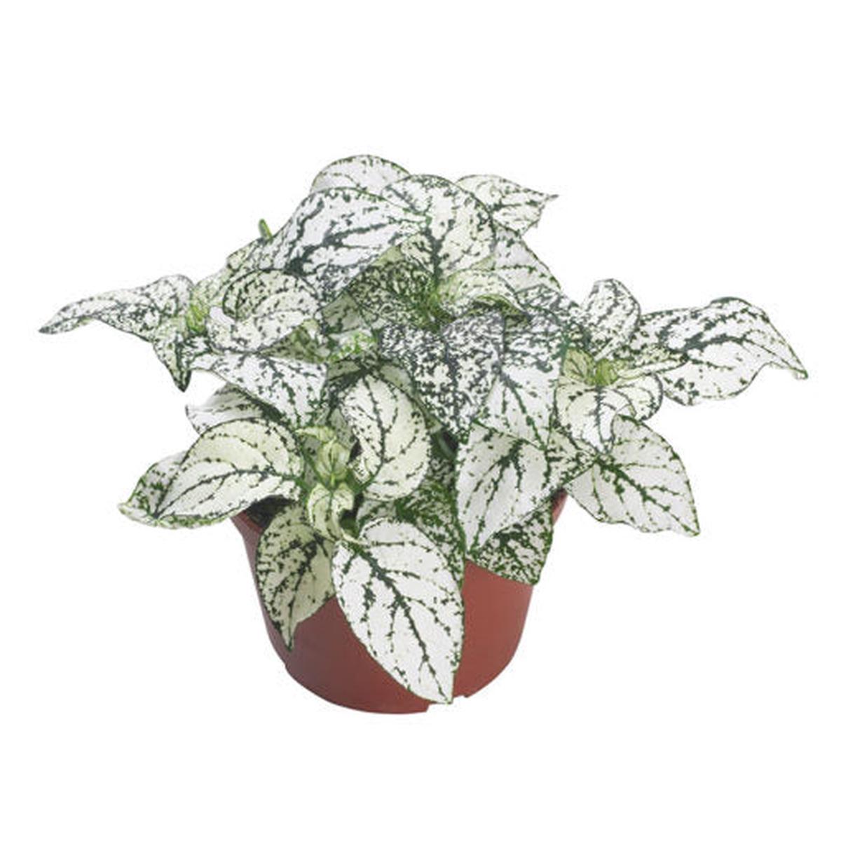 Hypoestes White Polka Dot Imported  Heirloom, Non-GMO, High Germination Organic Garden Seeds