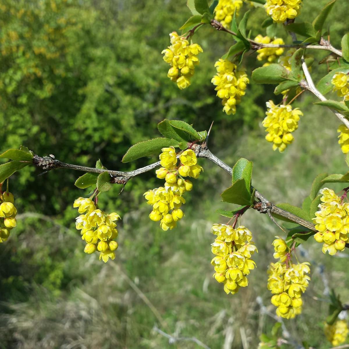 Indian Barberry (Berberis aristata) Flower Seeds for Planting  Heirloom, Non-GMO, Perennial, Shrub