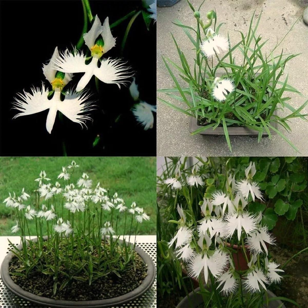 Japanese Radiata White Egret Orchid Seeds for Garden & Home Planting