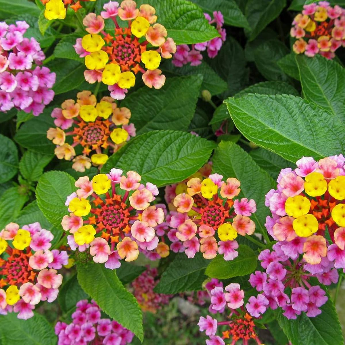 Lantana Flower seeds for Planting Easy to Grow Heirloom & GMO Free Seeds for Home Garden Sale