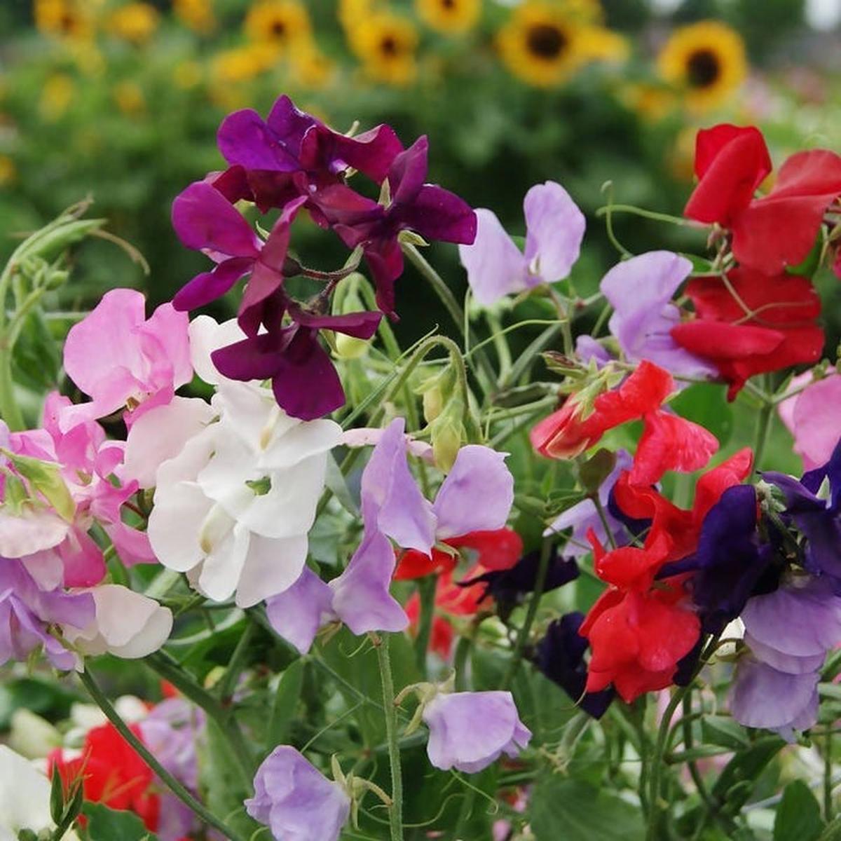 Lathydorus Odoratus Flower Seeds for Planting  Drought Tolerant, Heirloom & Non-GMO Seeds