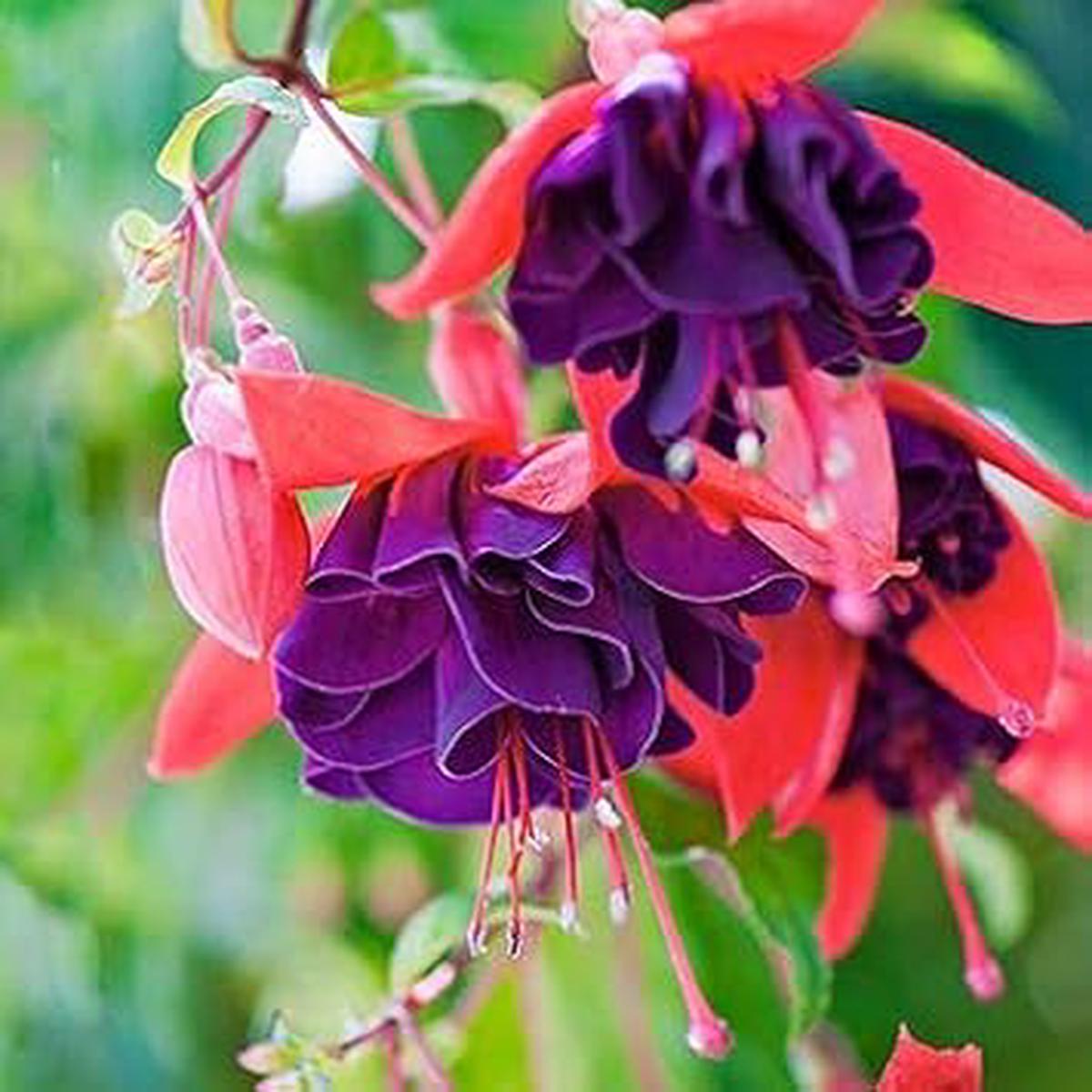Lavender Mix Fuchsia Flower Seeds  Heirloom Non-GMO Seeds for Planting & Organic Garden