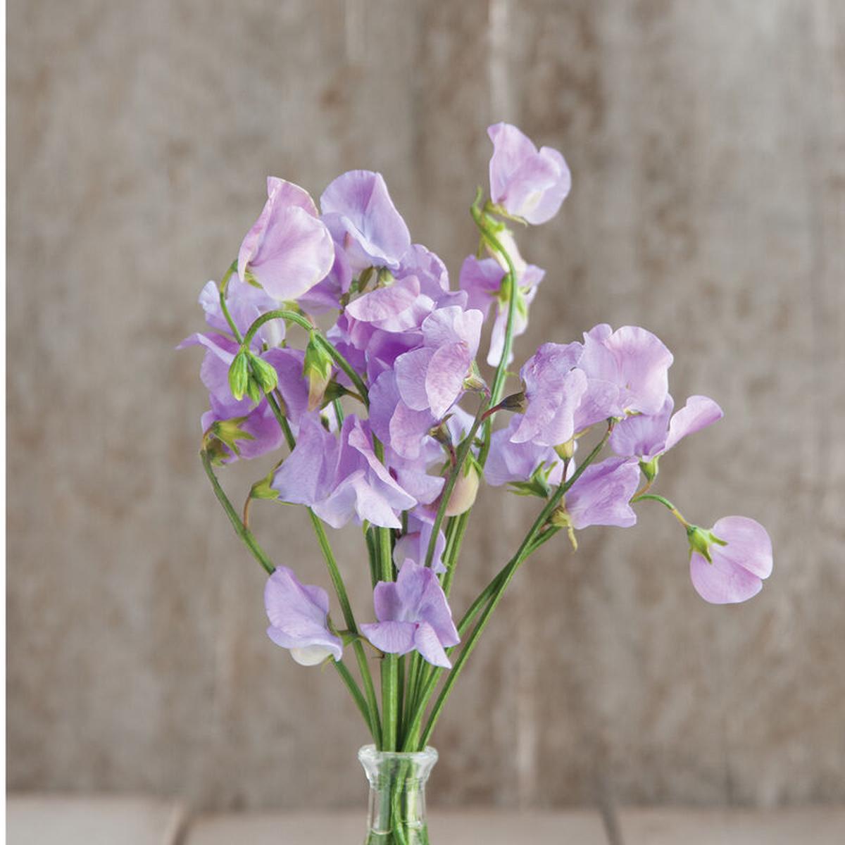 Lavender Sweet Pea Flower Seeds for Planting - Heirloom & Non-GMO Seeds, High Germination Organic Garden Seeds