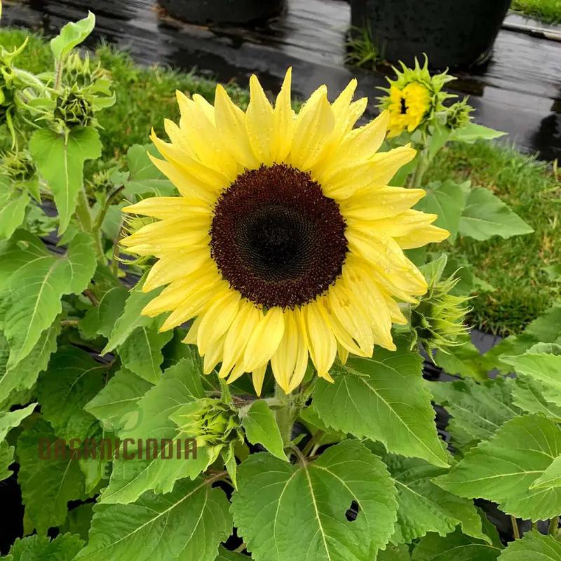 Lemon Striker Sunflower Seeds