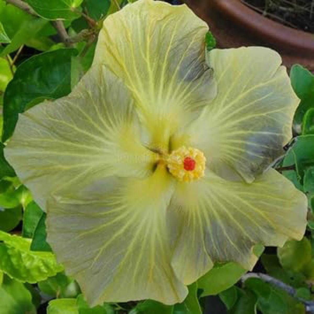 Light Grey Hibiscus Flower Seeds  Heirloom, Non-GMO Flower Seeds for Planting
