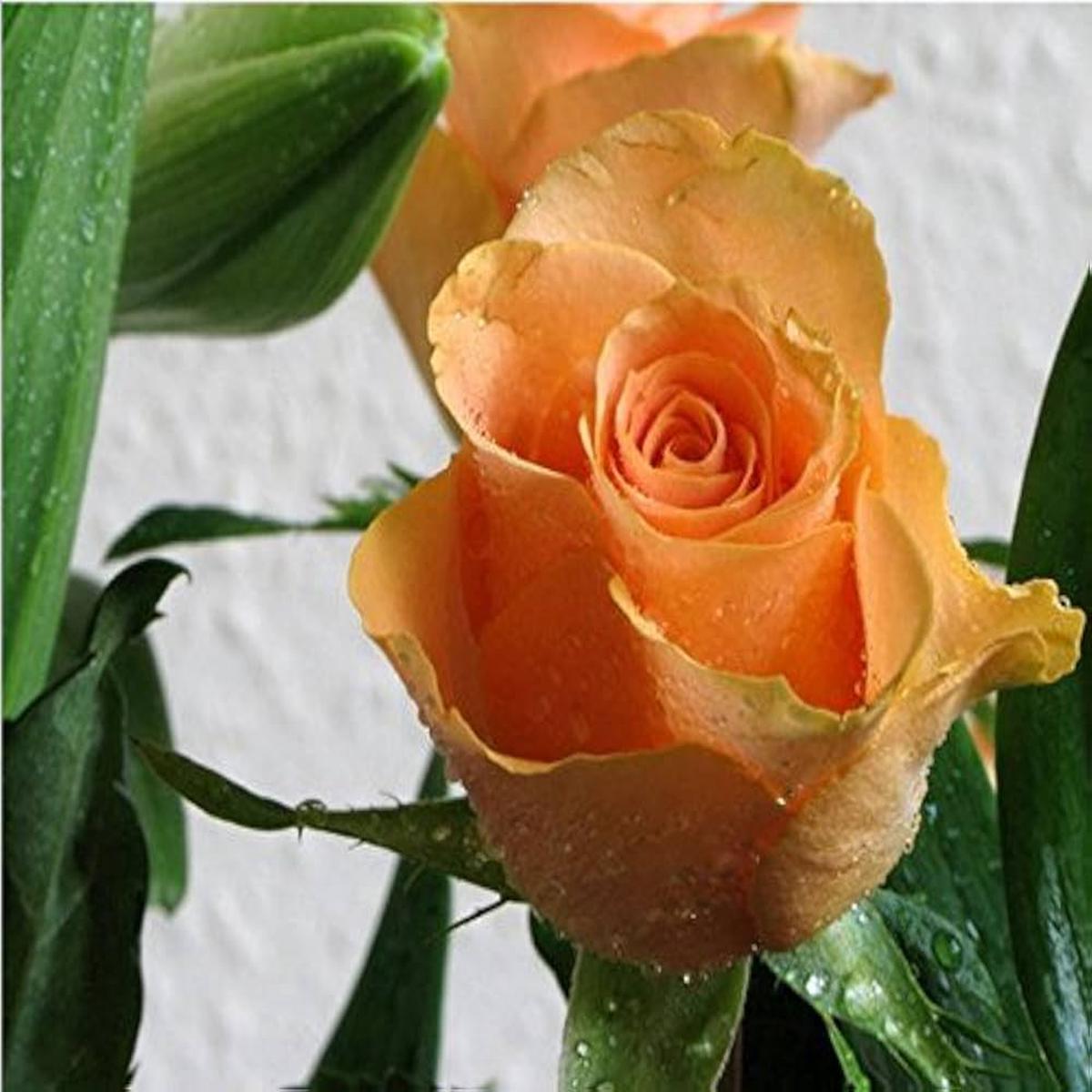 Light Orange Rose Plant Seeds for Planting  Heirloom, Non-GMO, High Germination Garden Seeds