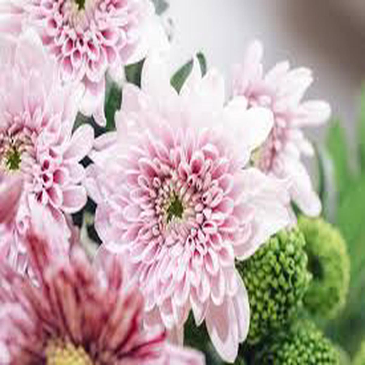 Light Pink Chrysanthemum Flower Seeds for Planting  Heirloom, Non-GMO, High Germination Organic Garden Seeds (100pcs)