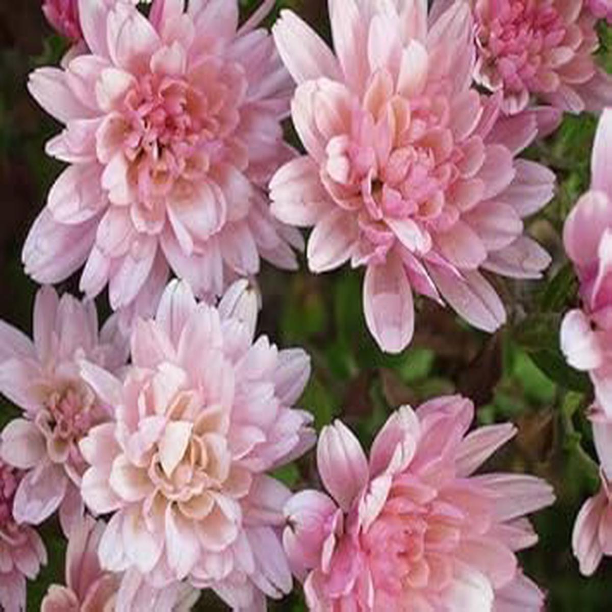 Light Pink Chrysanthemum Flower Seeds for Planting- NON GMO Seeds