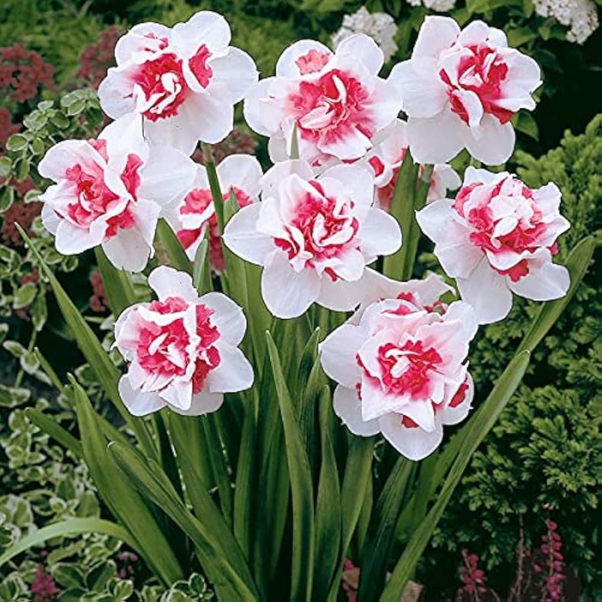 Light Red Daffodil Flower Seeds for Planting Heirloom, Non-GMO, Fragrant, High Germination