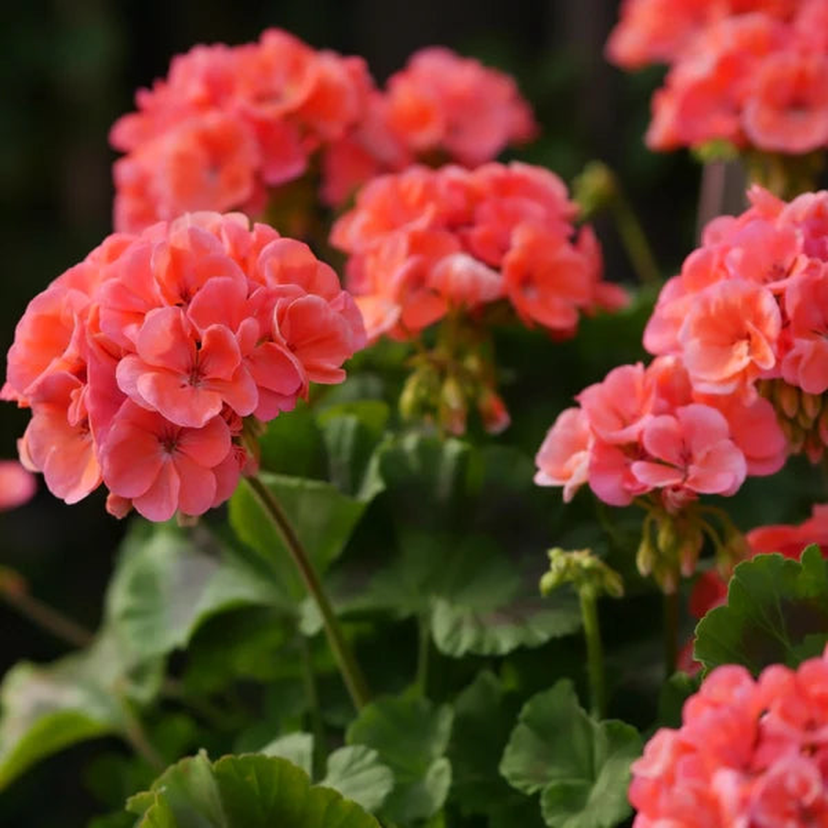 Light Red Pelargonium Flower Seeds for Planting Fragrant Blossoms Heirloom & GMO Free Seeds for Home Garden Sale